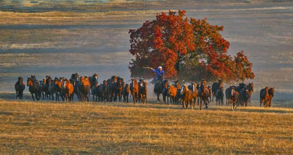 Autumn field horse racing