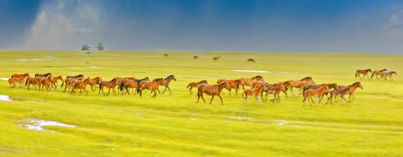 Steed galloping on the grassland