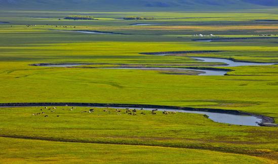 Beautiful Grassland