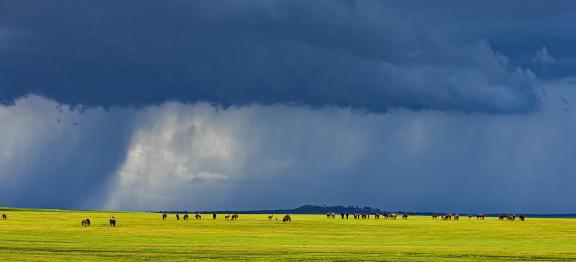 Dreamy Grassland