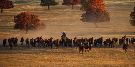 Whip and ride a horse