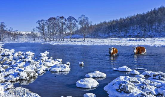 Twocattle crossed the icefree river