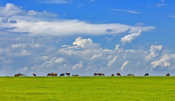 Vast grassland pastoral songs