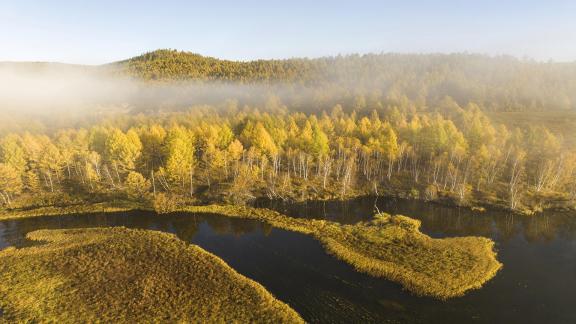 Misty autumn forest