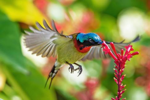 Eating nectar