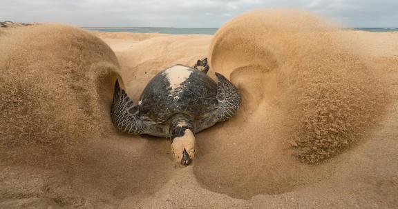 turtle covering eggs 142