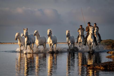 Charging Camargue horses 20