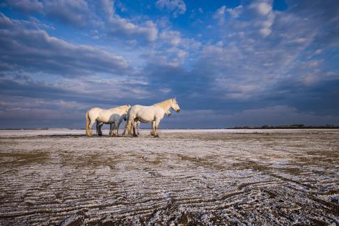 Chevaux camarguaises aux Salins 1