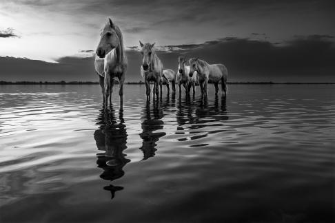 Wild horses in the water 2