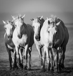 Horses at sunrise 5