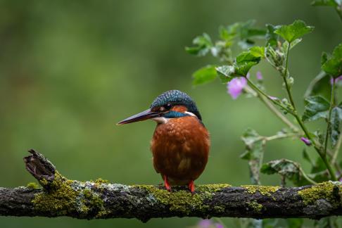 Kingfisher on branch 2