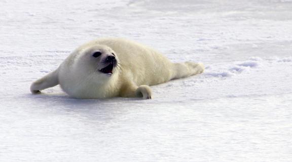 Babyseal42