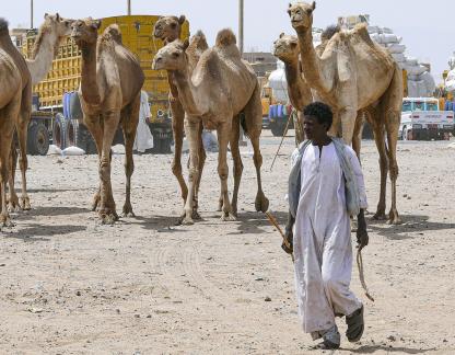 Dromedary market66