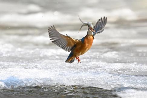 Winter water fowl