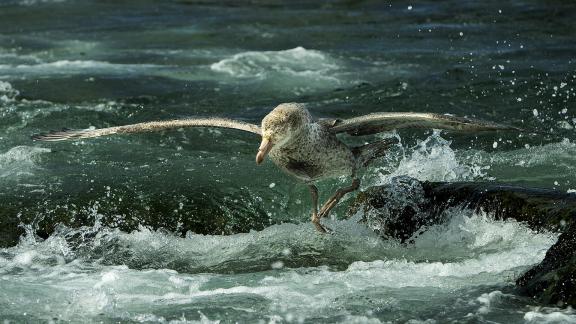 Giant Petrel Water Landing 01