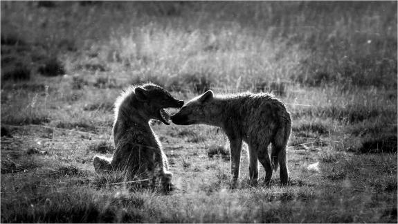 Hyena Pups Exchange Bona Fides