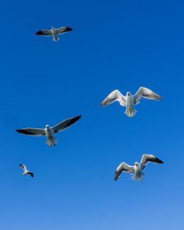 5 Gulls Incoming 01