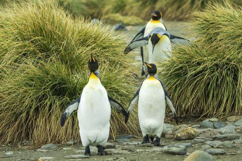 King Penguins Narrow Passage