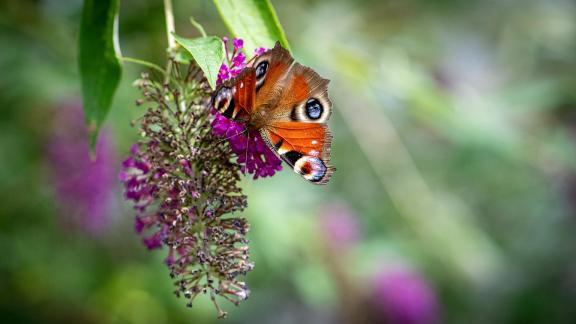 In the butterfly bush