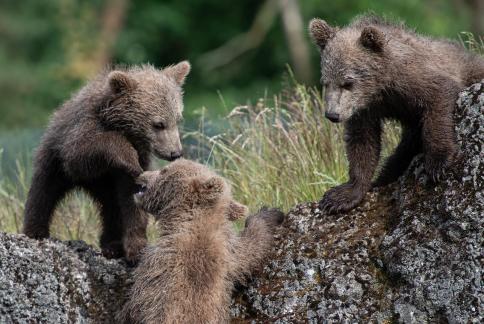 Brown Bear cubs playing