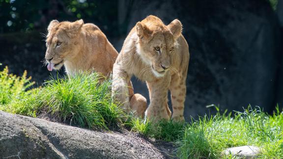 Two youngster lions