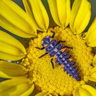 LADYBUG LARVAE