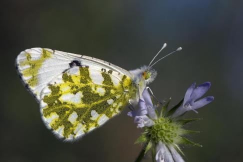 BUTTERFLY EUCHLOE AUSONIA 24