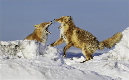 Red Fox Quarrel