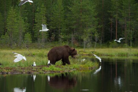 Life by the swamp pond