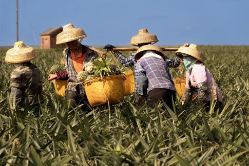 picking pineapples 2