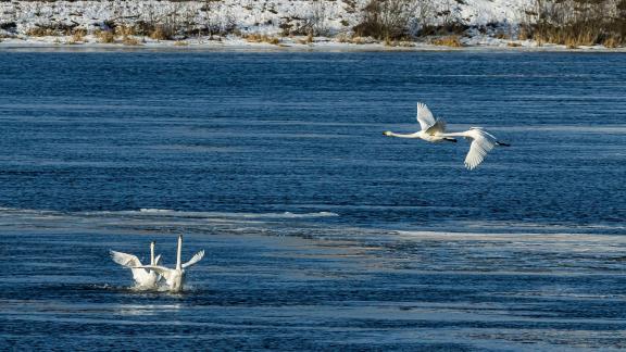 Defensing their Territory