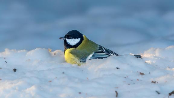 In the Snow