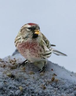 Redpoll 41