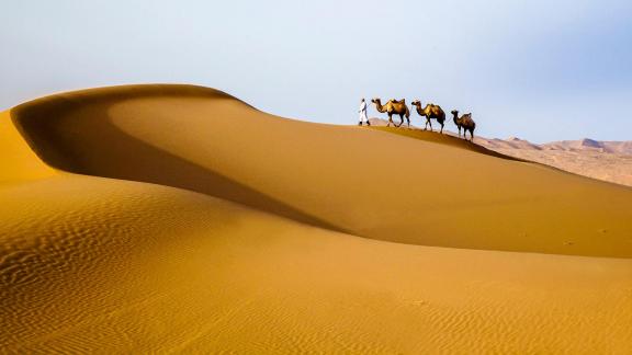 Camels in Desert