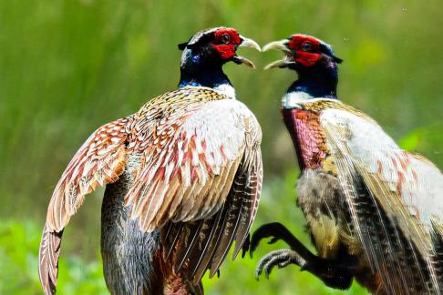 Pheasant Fight 01