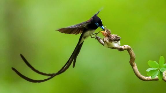 Black Paradise Flycatcher 02