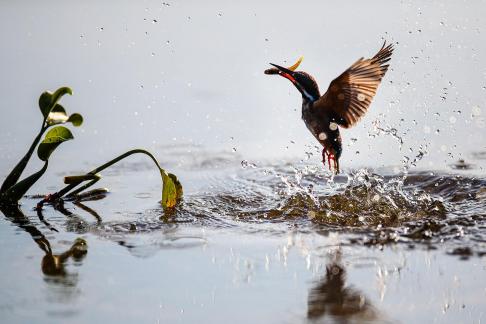 kingfisher