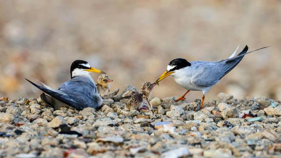 Little tern fledglings 01