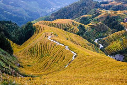 Rice Terraces 04