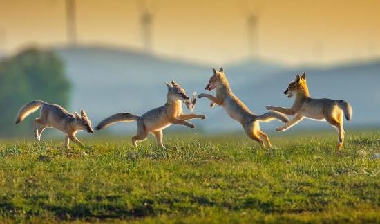 Four little fox playing