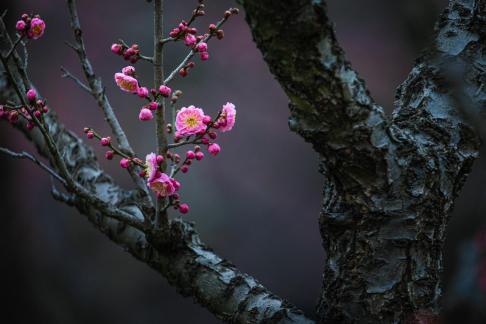 Pink colour plum blossom