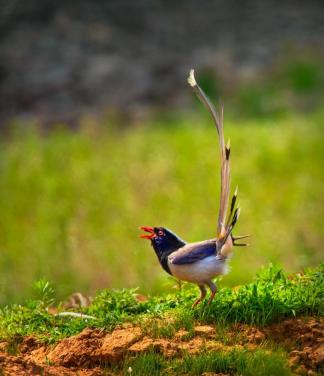 Pretty bird singing