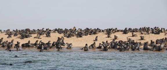 Cape seals_8