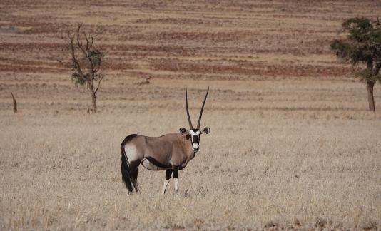 Gemsbok_4