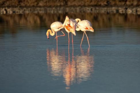 Reflections in Pink