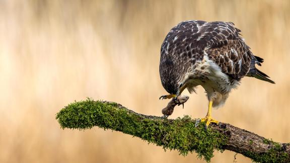 Buzzard with mouse