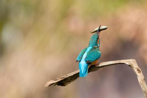 Backside Kingfisher