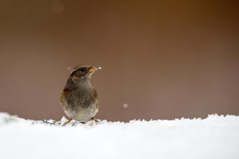 Dunnock in snow