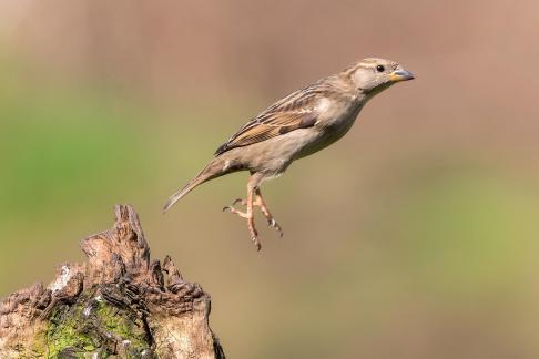 Jumping Sparrow