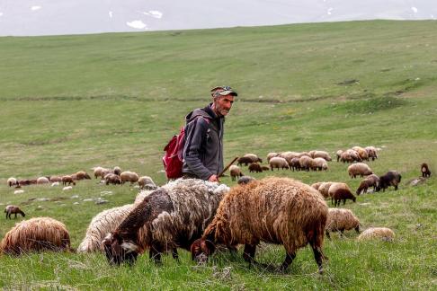 Sheep and shepherd